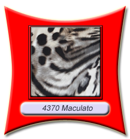 4370_maculato