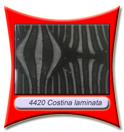 4420_Costina